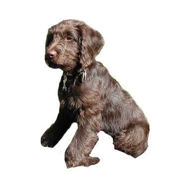 custom bobblehead doll pet dog labradoodle yes bobbleheads